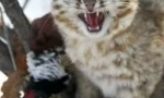 Далечна източна котка: дива амур красив